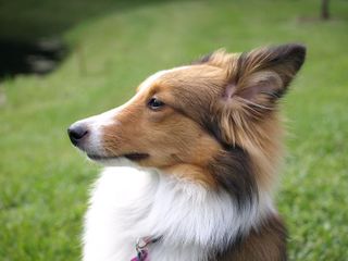 Willow2