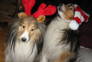 Christmaspupps