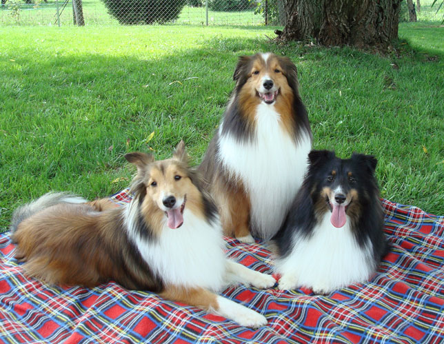 Tripple