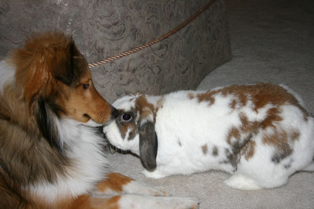 Rabbitt