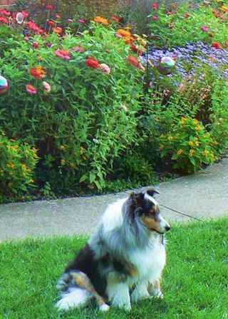 My beloved, stunningly beautiful AND willful blue-merle Sheltie sole/soul 