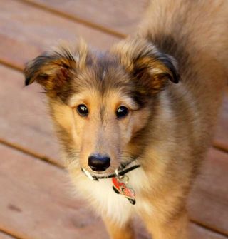 Charlie4