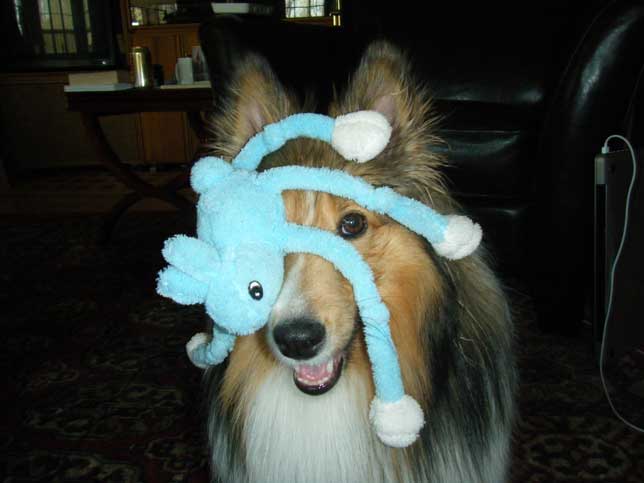 Bluebunny