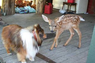 Deer1