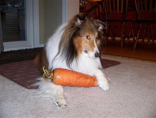 Carrot