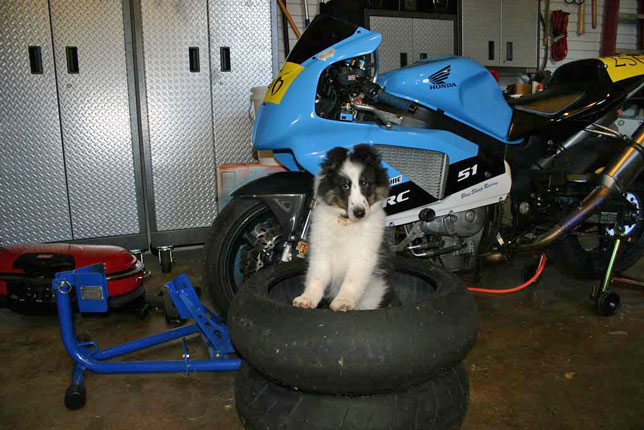 Pitcrew
