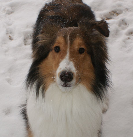 Hokiesnow