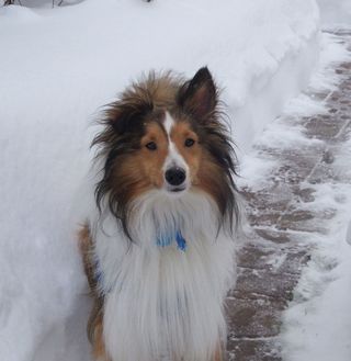 Griffysnow
