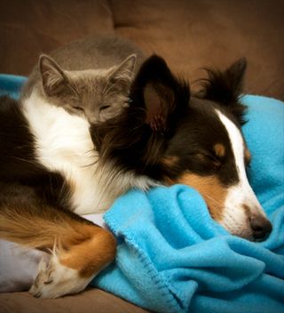 Sleepies