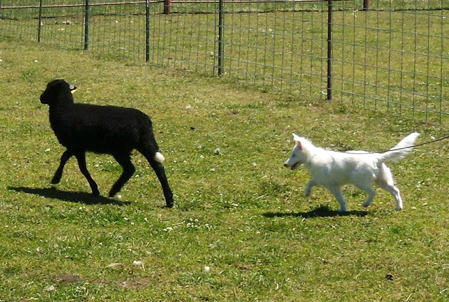 Herding1