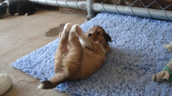 Situps