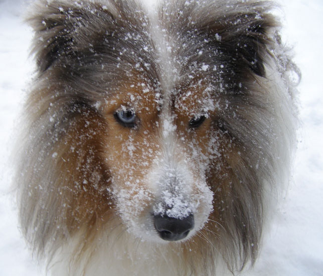 Nala
