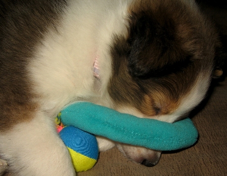 Sleepingwithtoy