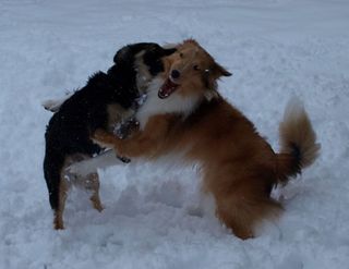 Snowbees