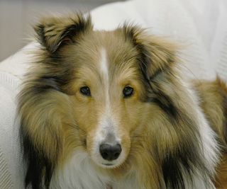 Macallan