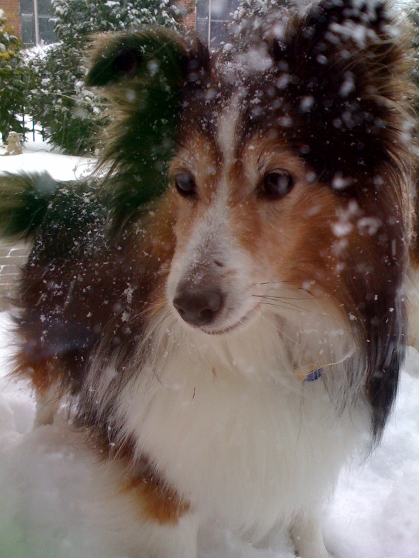 Cinnamon