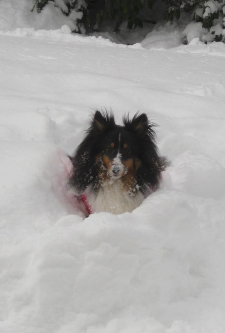 Giasnow