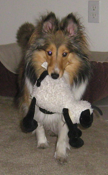 Sheep dog training