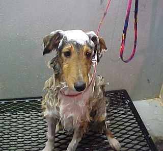 Buddybath