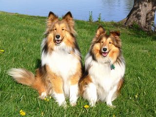 Buddies2