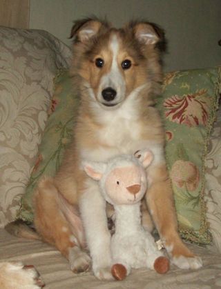 Jaspersheep