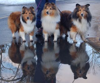 Reflection